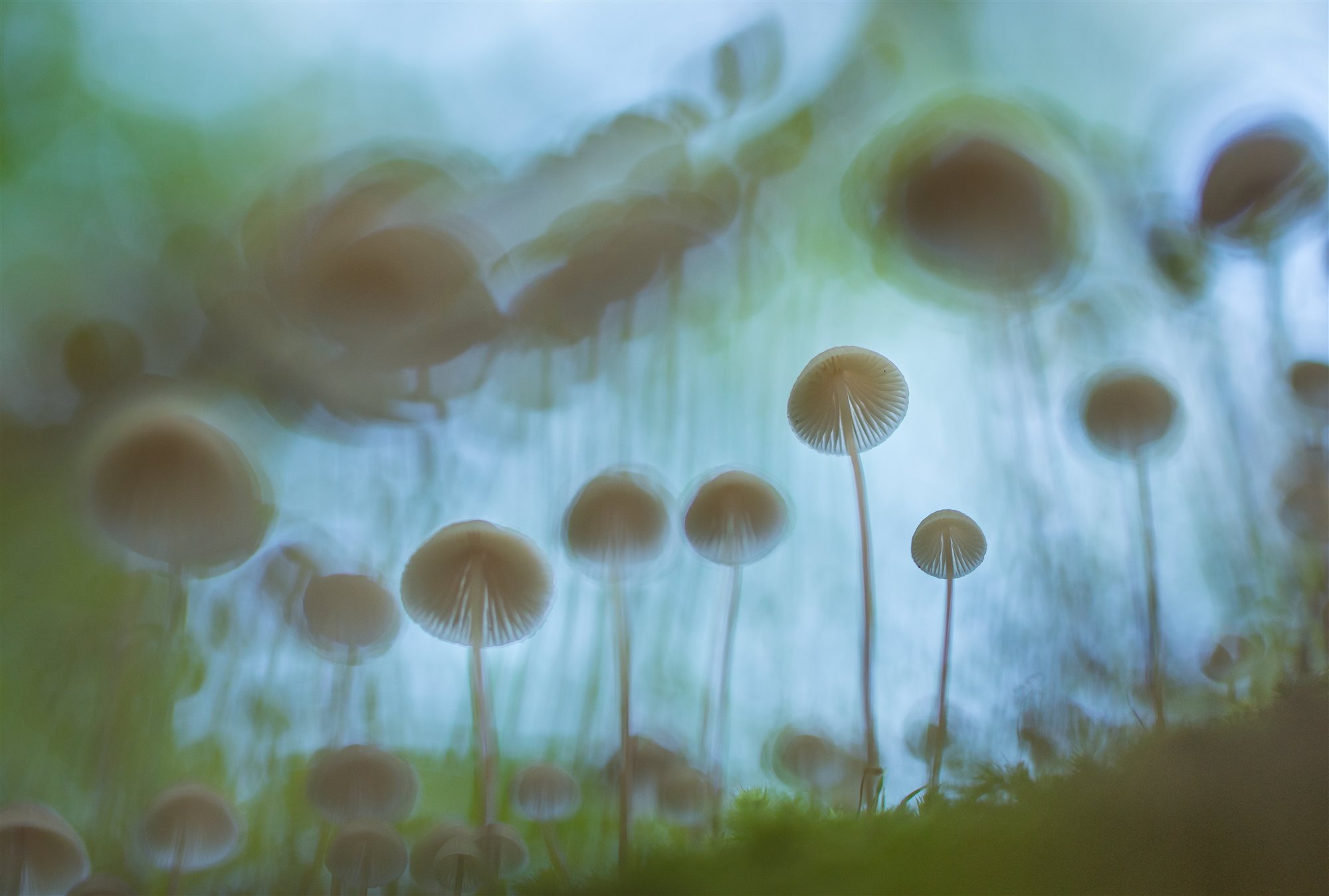 Mushroom army