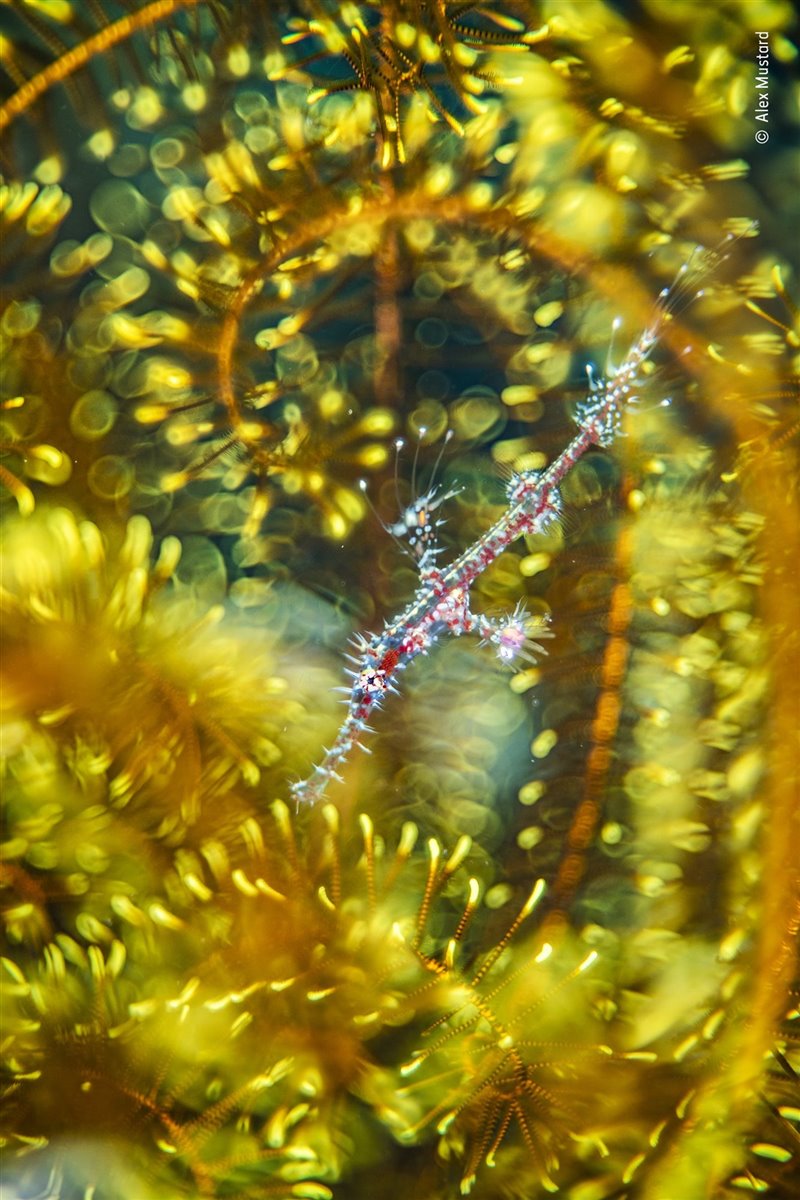 Las mejores fotos de naturaleza del Wildlife Photographer of the Year 2021