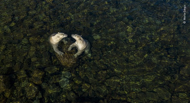 Las mejores fotos de naturaleza del Wildlife Photographer of the Year 2021