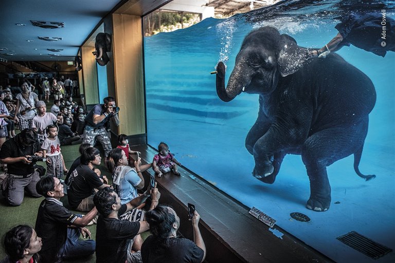 Las mejores fotos de naturaleza del Wildlife Photographer of the Year 2021