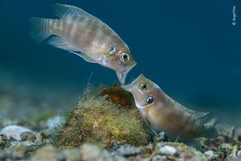Las mejores fotos de naturaleza del Wildlife Photographer of the Year 2021