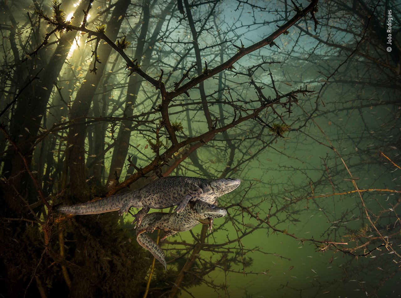 Where the Giant Newts Breed 