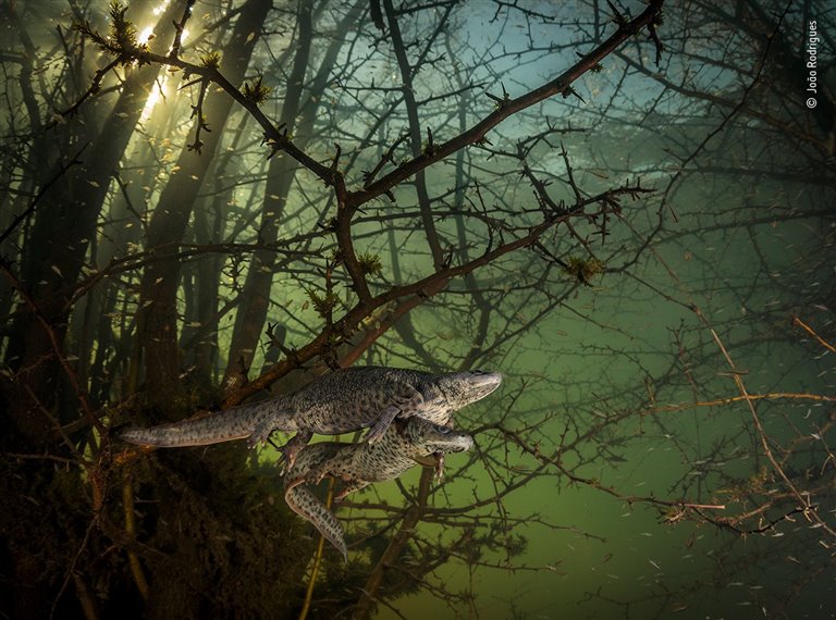 Las mejores fotos de naturaleza del Wildlife Photographer of the Year 2021