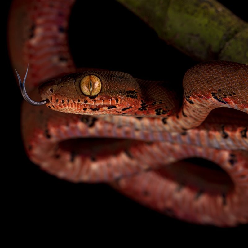 La intrigante lengua de las serpientes, una pieza clave para descifrar su entorno