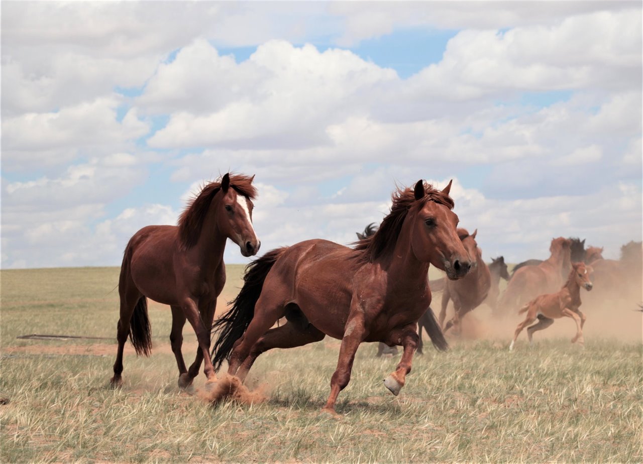 Caballada en las estepas de Mongolia Interior