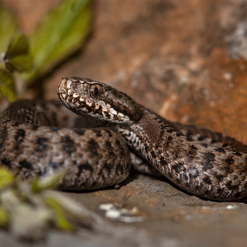 Las serpientes vivieron un ‘boom’ ecológico hace 66 millones de años