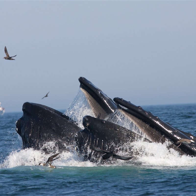 A humpback whale feeds on sand lance in the Stellwagen Bank National Marine Sanctuary.-min
