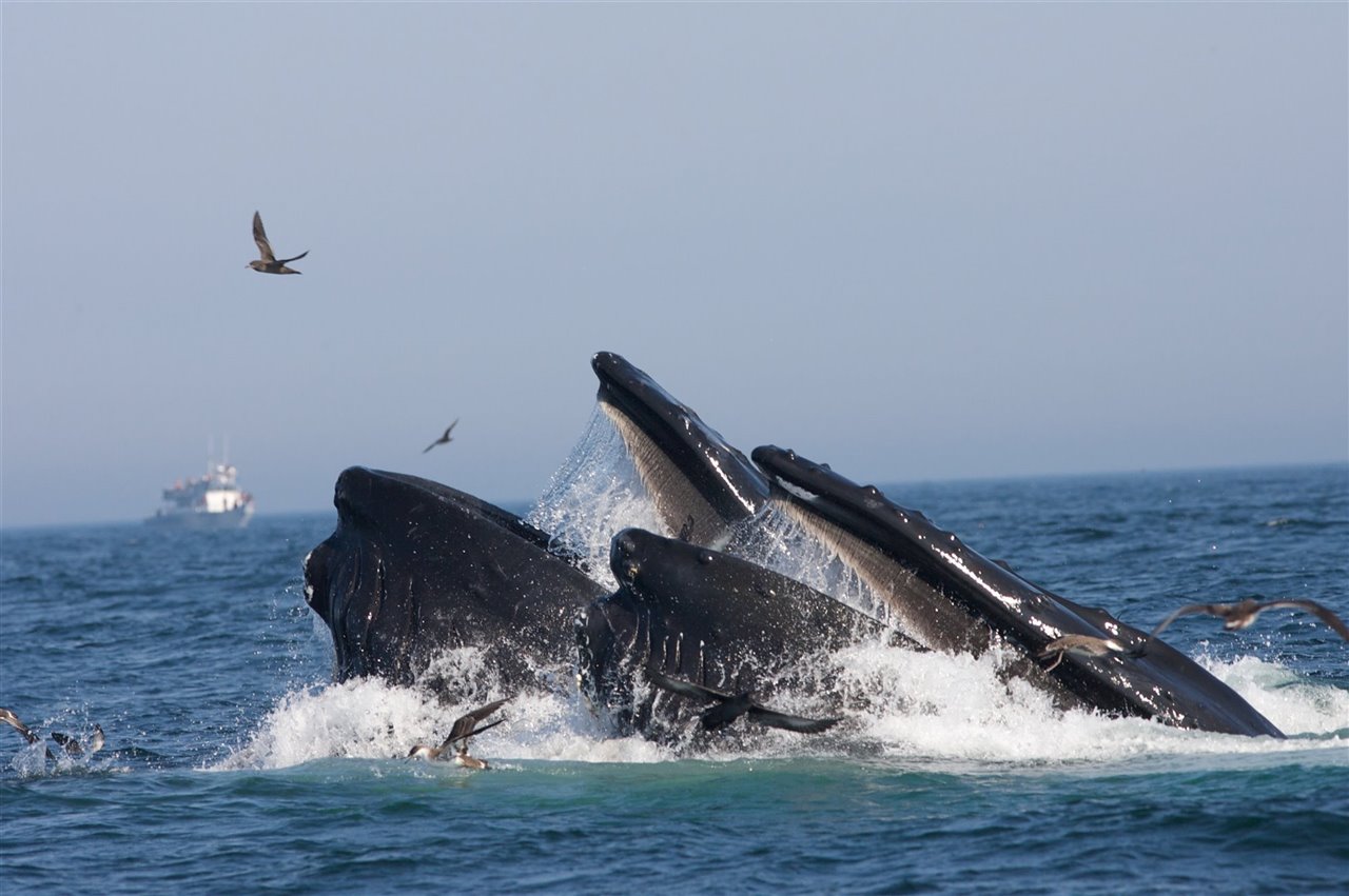 Dos ballenas jorobadas se alimentan en el Santuario Marino Nacional Stellwagen Bank