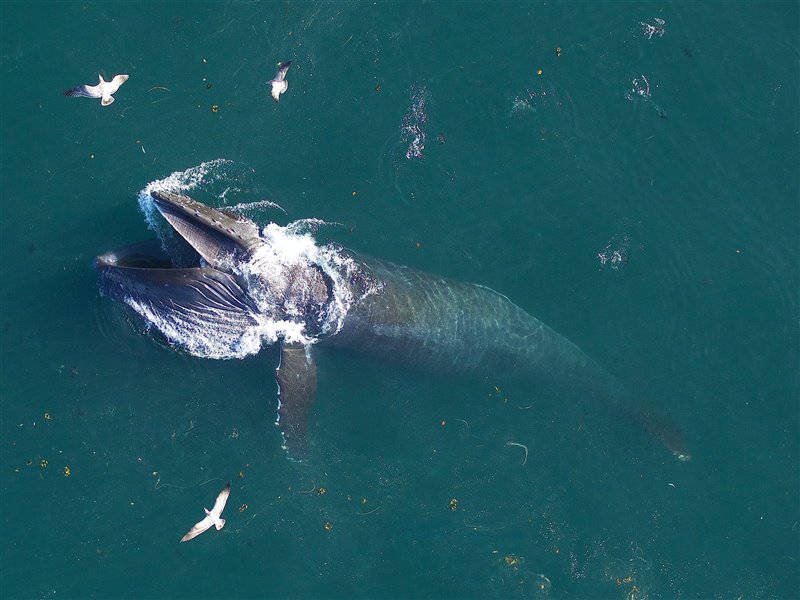 Una ballena jorobada se alimenta de la costa de California
