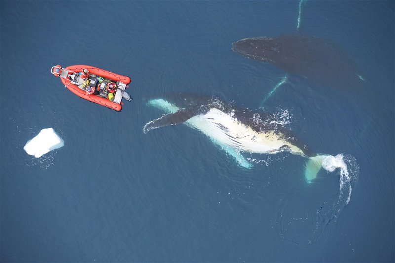Una ballena minke marcada por el equipo de investigación frente a las costas de la Antártida en 2019