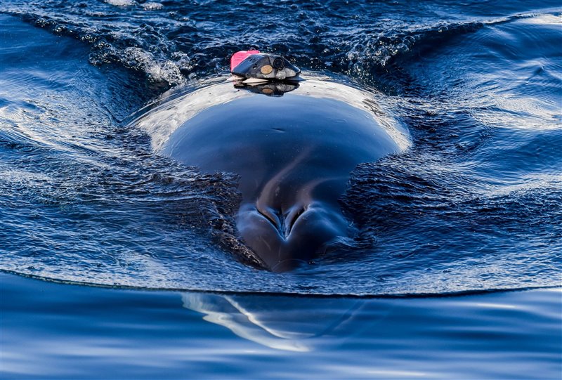 Una ballena minke marcada por el equipo de investigación frente a las costas de la Antártida en 2019