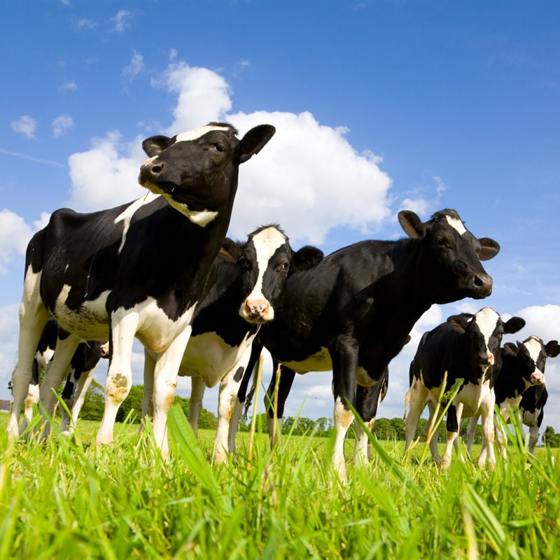 6 medidas para reducir el metano emitido por el ganado