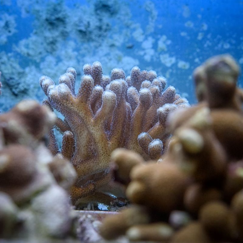 Así reaccionan los corales al cambio climático