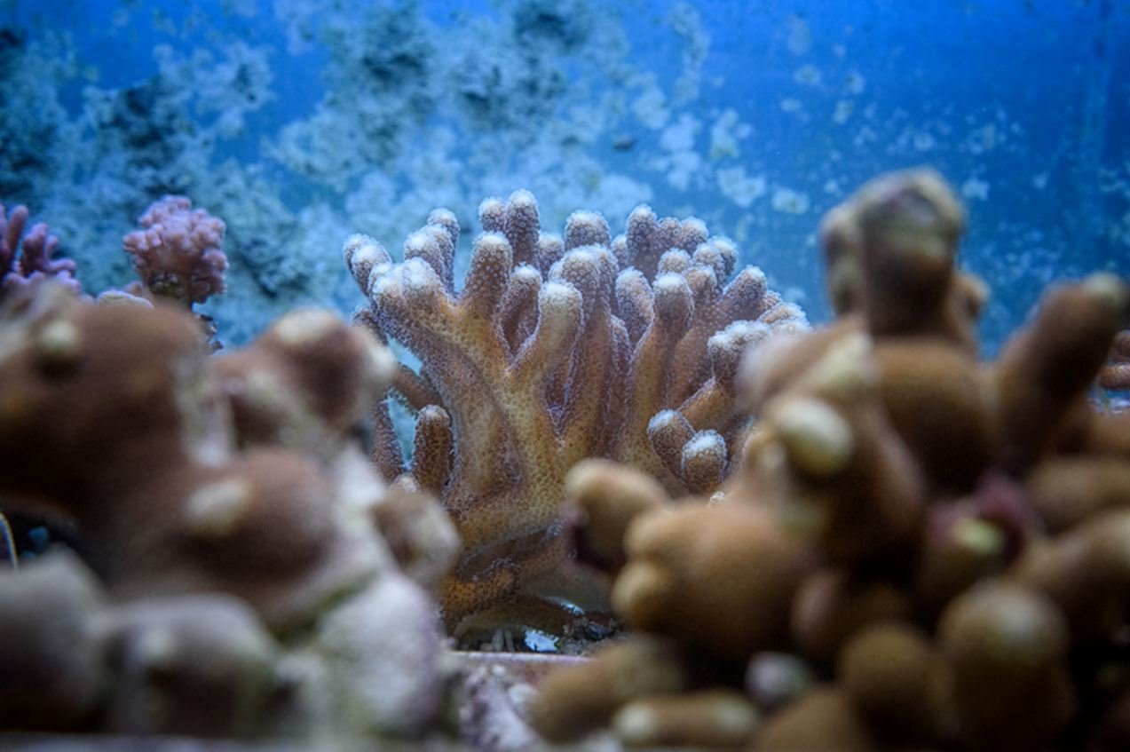 Coral pétreo