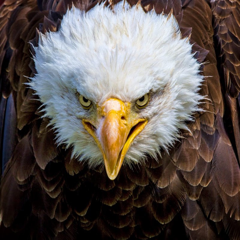 Un águila calva, símbolo nacional de Estados Unidos, luce una mirada intimidante.
