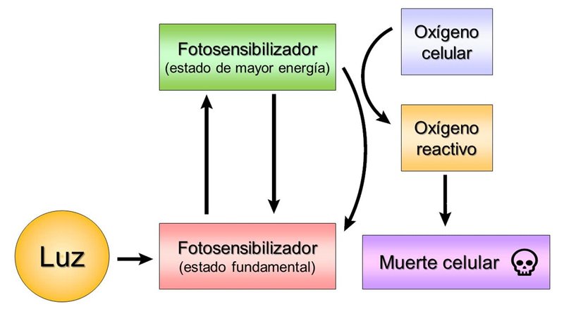 La Terapia Fotodinámica Un Método Para Curar El Cáncer Con Luz