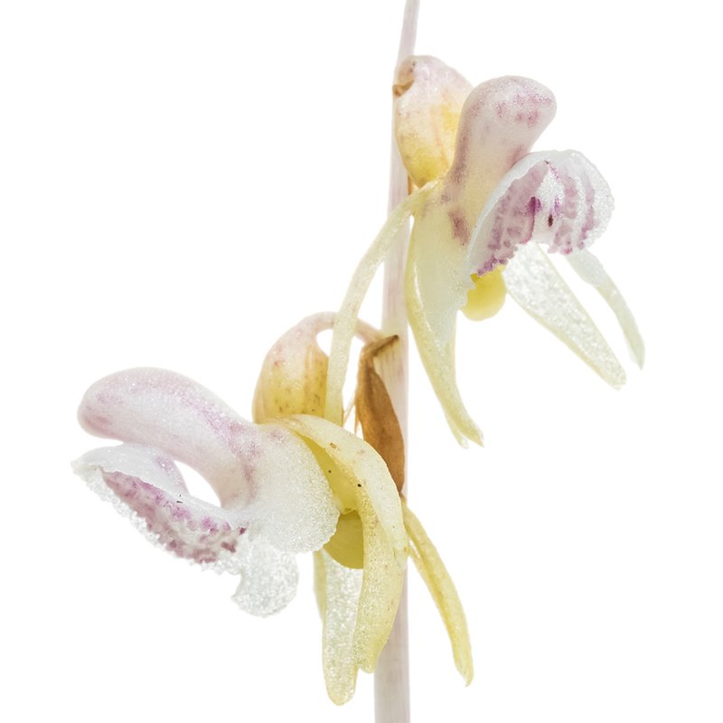 La orquídea y el hongo: Ni contigo ni sin ti