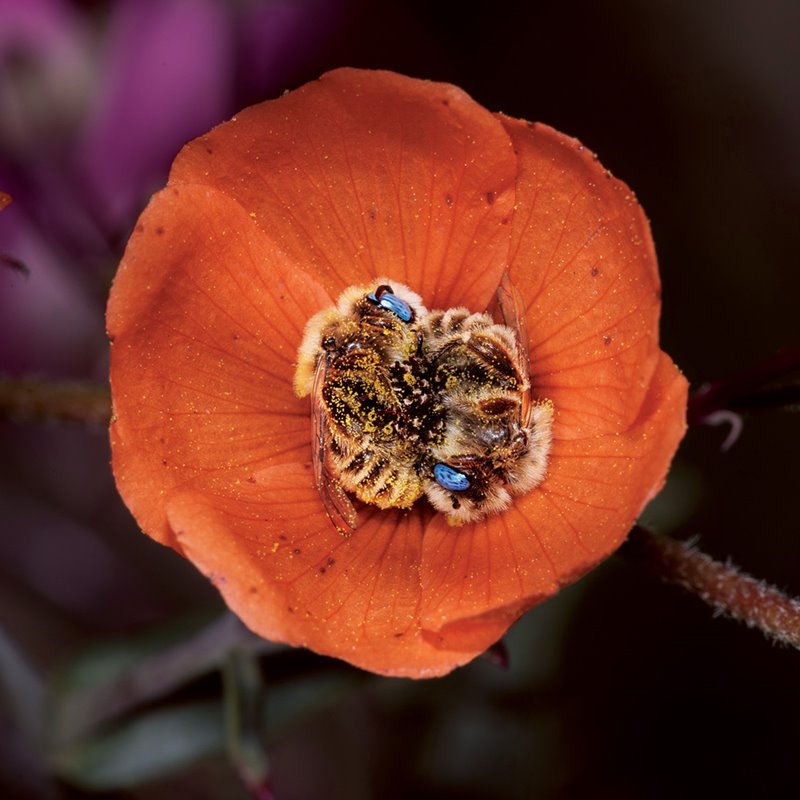 Camas florales para las abejas