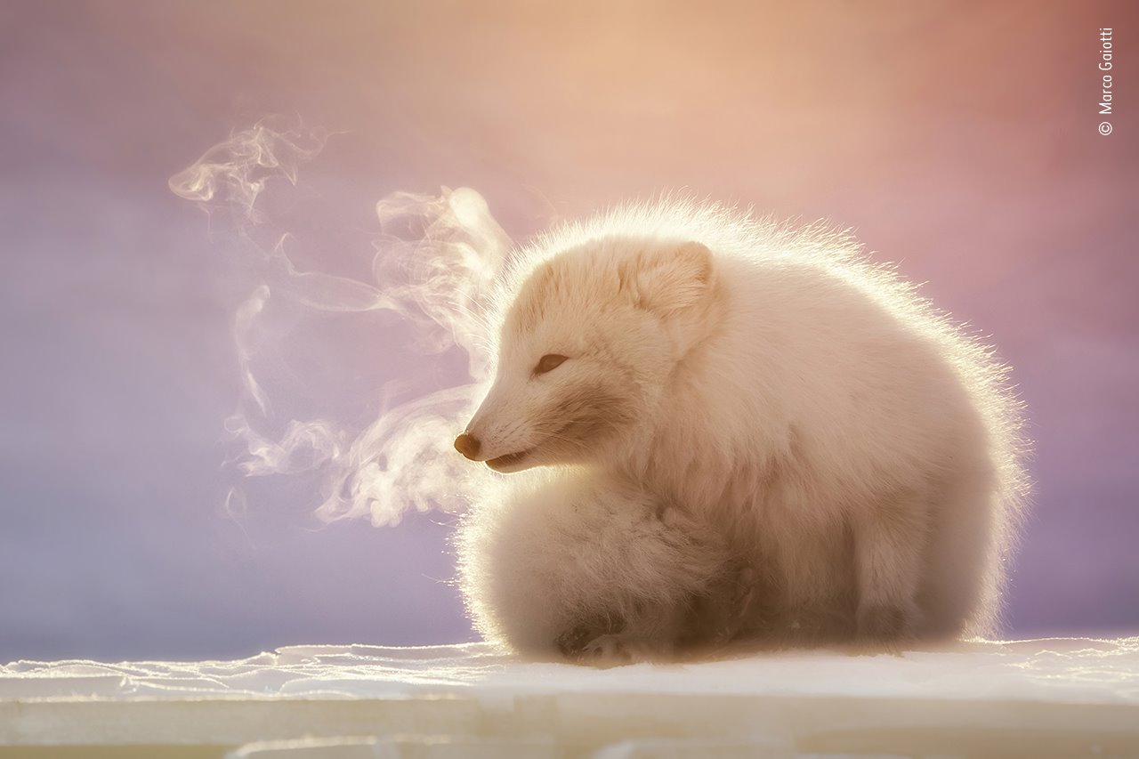 Breath of an Arctic fox 