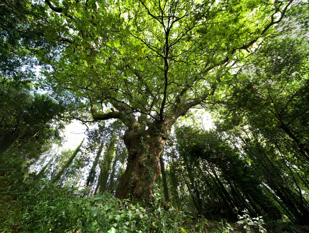 El Carbalo del Bosque del Banquete de Conxo es un roble de 30 metros de altura de aproximadamente 250 años de edad.