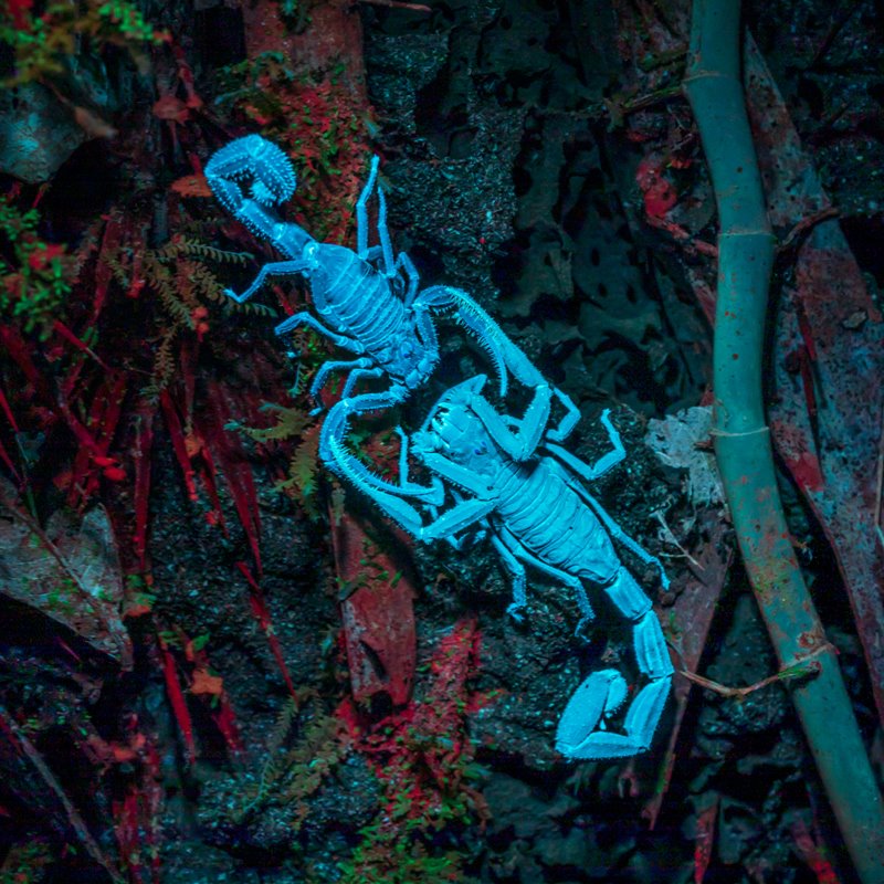 La fluorescencia emitida por los escorpiones es fácilmente observable al ser iluminados con luz ultravioleta. 