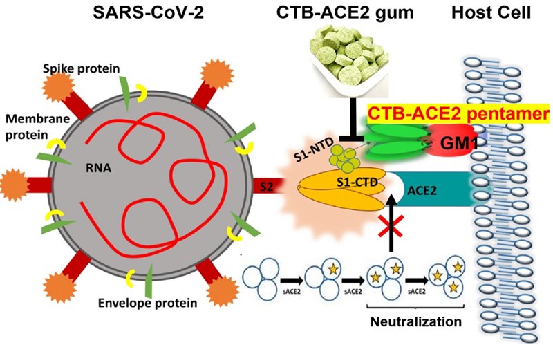 Al bloquear el receptor ACE2 o unirlo a la proteína de espícula del SARS-CoV-2, la proteína vegetal del chicle parece reducir la carga viral.