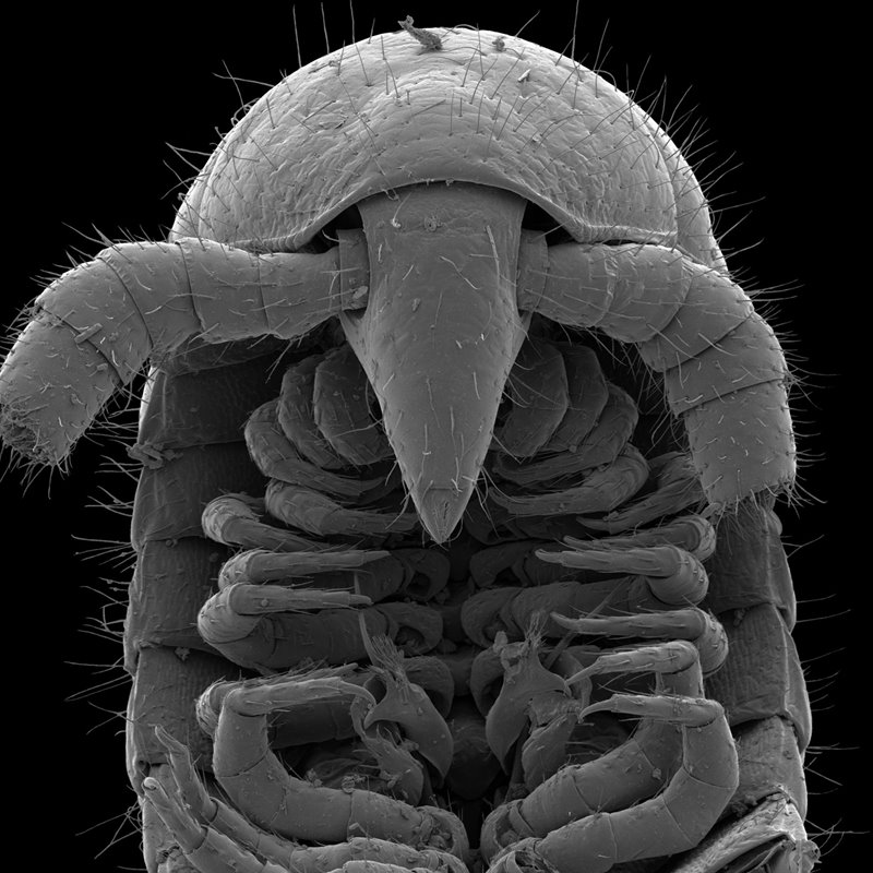 Científicos descubren el primer milpiés con más de 1.000 patas 