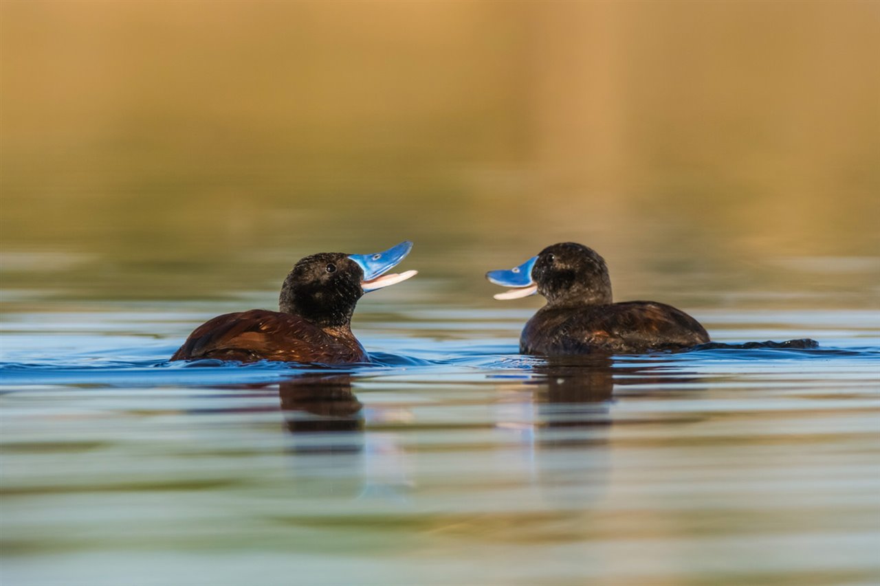 Entre patos, el tamaño sí importa, y mucho