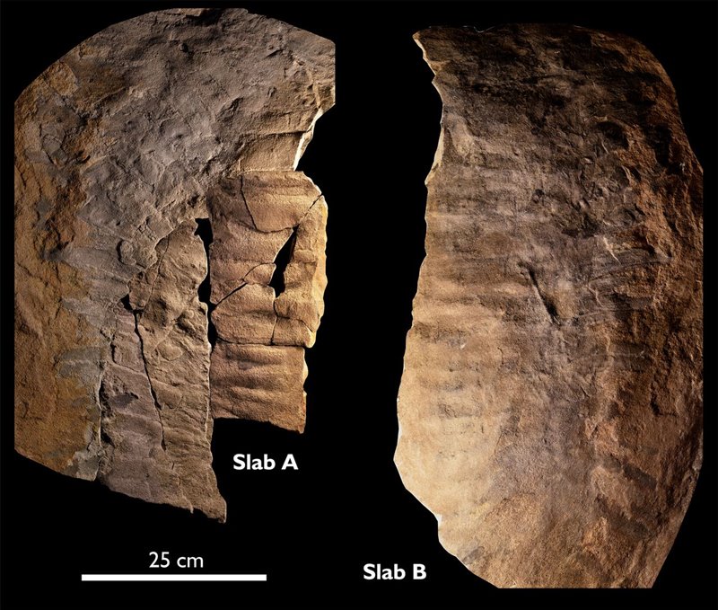 Restos parciales de un Arthropleura gigante hallados Northumberland, Inglaterra