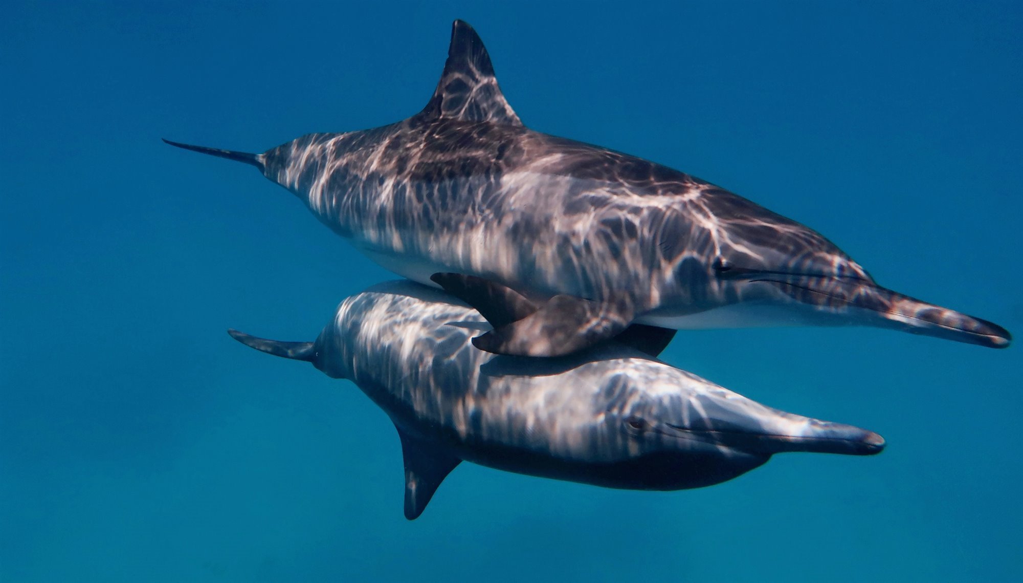 Delfines mulares -Tursiops truncatus- en plena cópula