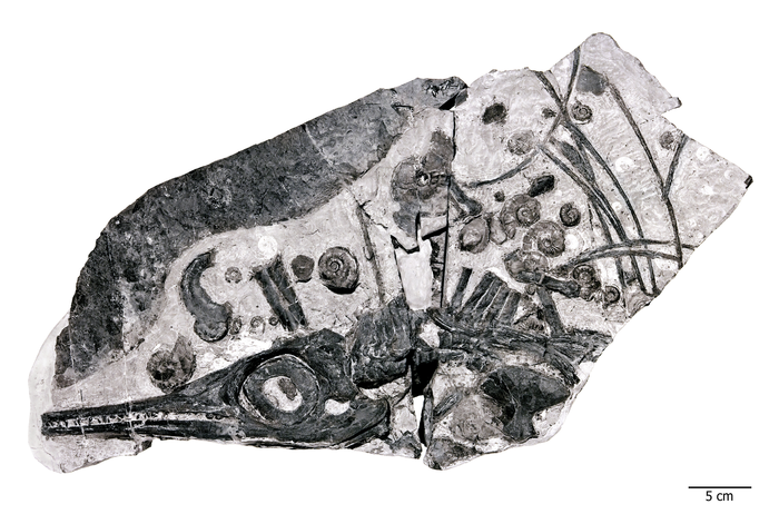 Fósil de ictiosaurio rodeado por caparazones de amonites, probable fuente de alimento que impulsó su gran crecimiento