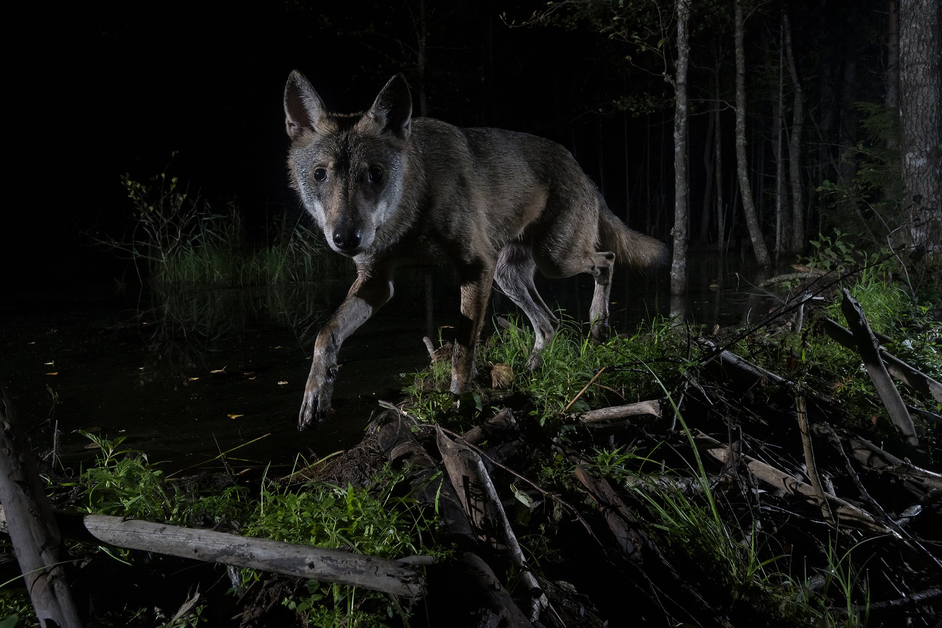 young-wolf-canis-lupus_ec9a0b1f_1920x1280.jpg