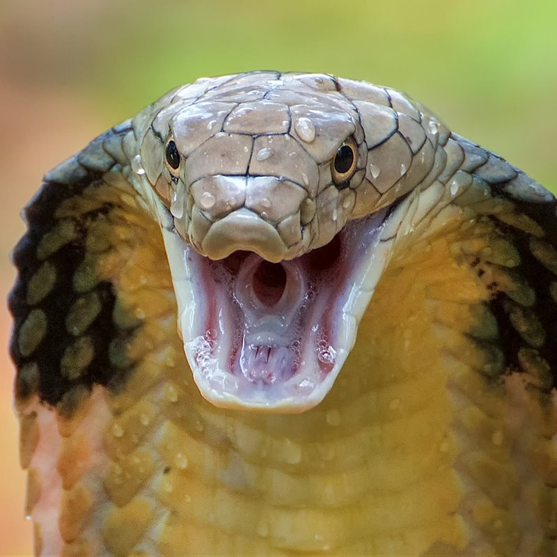 El veneno de las serpientes y la saliva de los mamíferos comparte un origen común