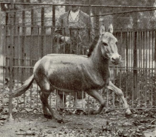 Asno sirio  salvaje o hemipo - Equus hemionus hemippu 1915. Zoológico de Viena