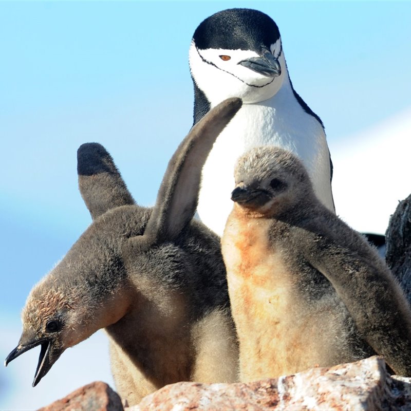 El cambio climático, el gran peligro para los pingüinos