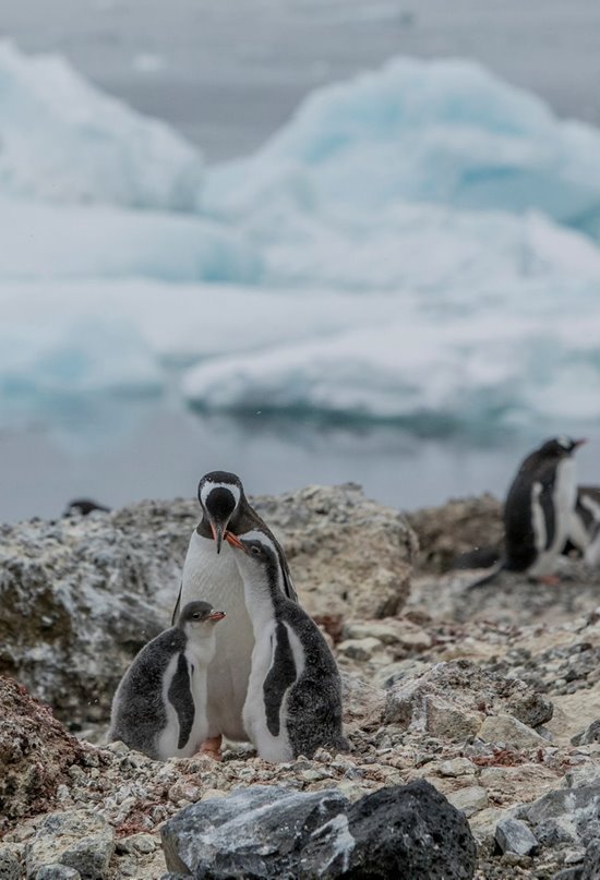 El cambio climático obliga a los pingüinos juanito a vivir más al sur