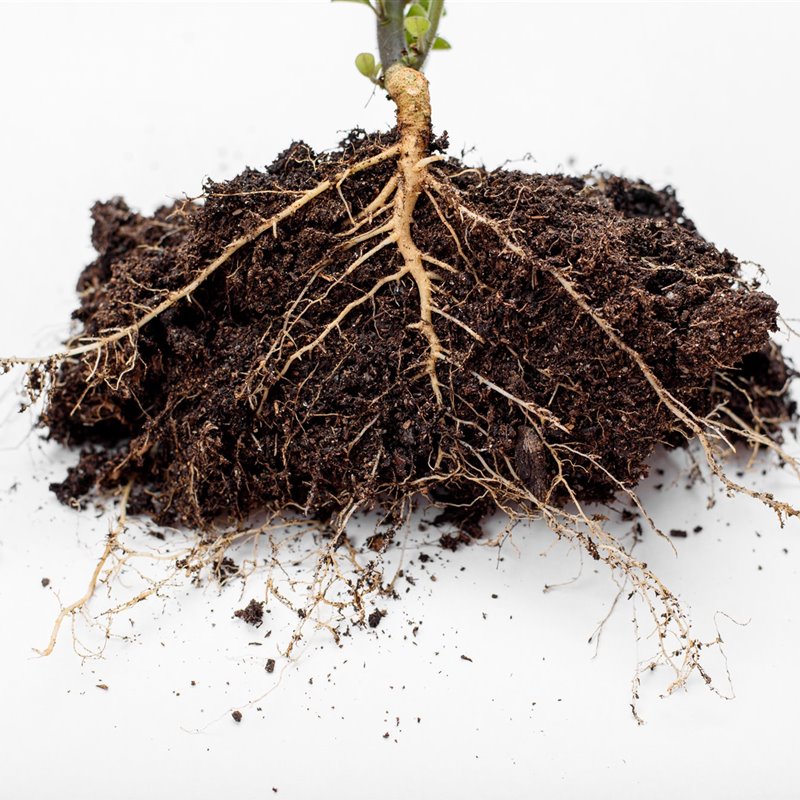 Plantas cíborg, raíces que almacenan energía