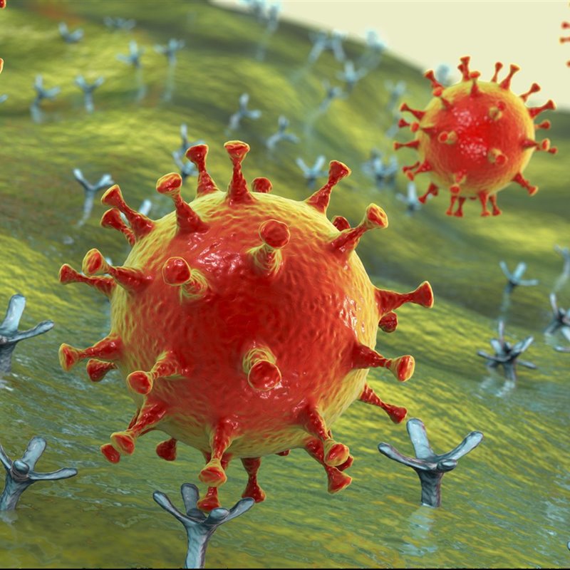 El virus SARS-CoV-2 se une a los receptores ACE2 en una célula humana