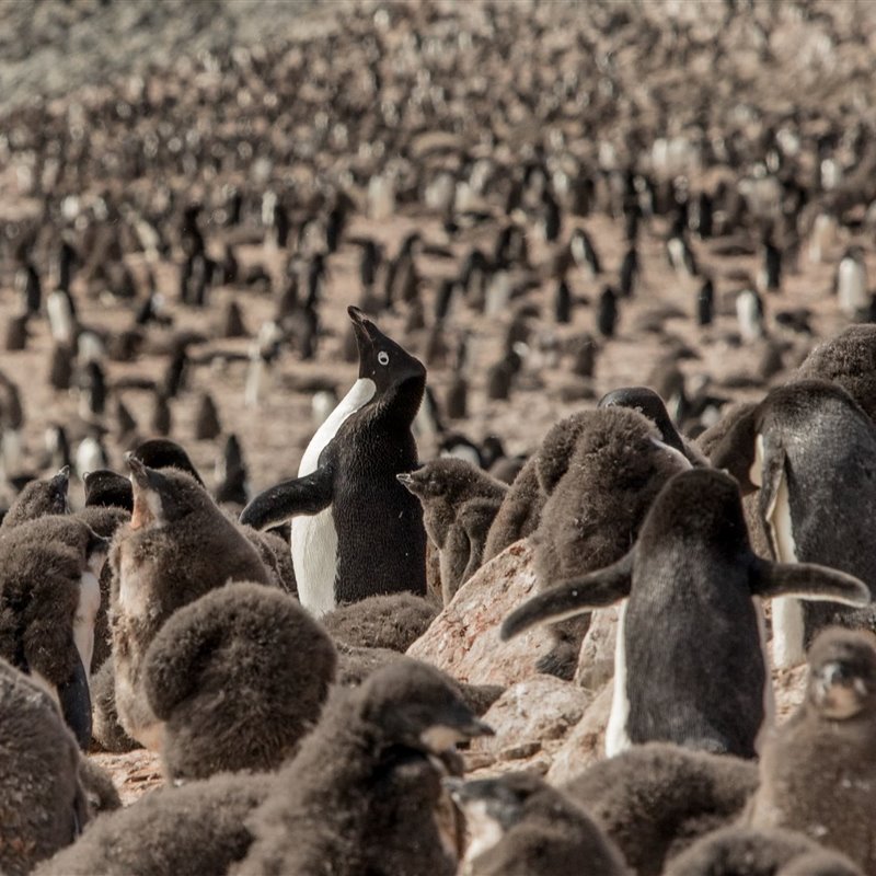 Colonias de pingüinos de adelia prosperan en el Mar de Weddell