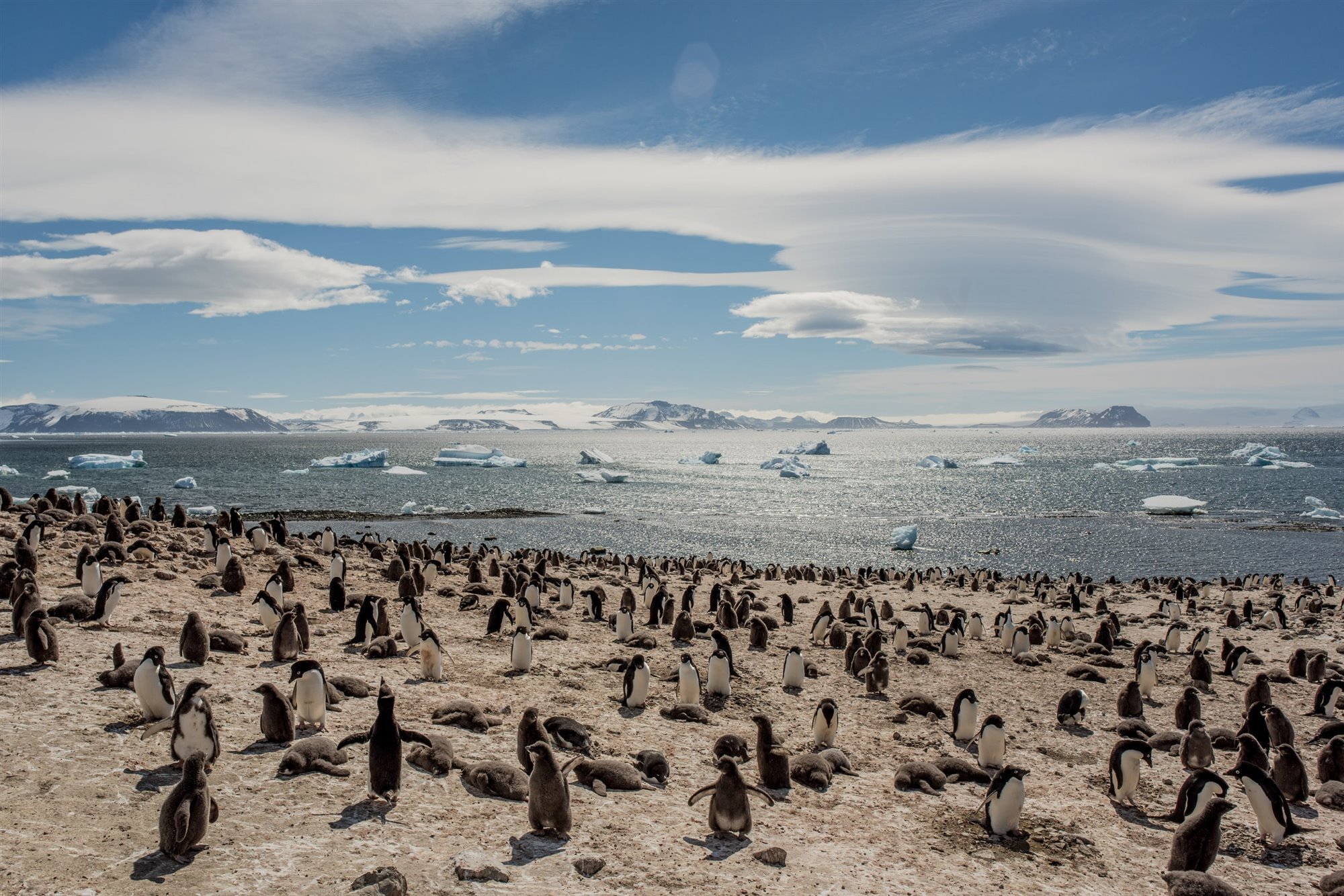 Colonia de pingüinos de adelia -Pygoscelis adeliae- en Devil Island, en la Antártida