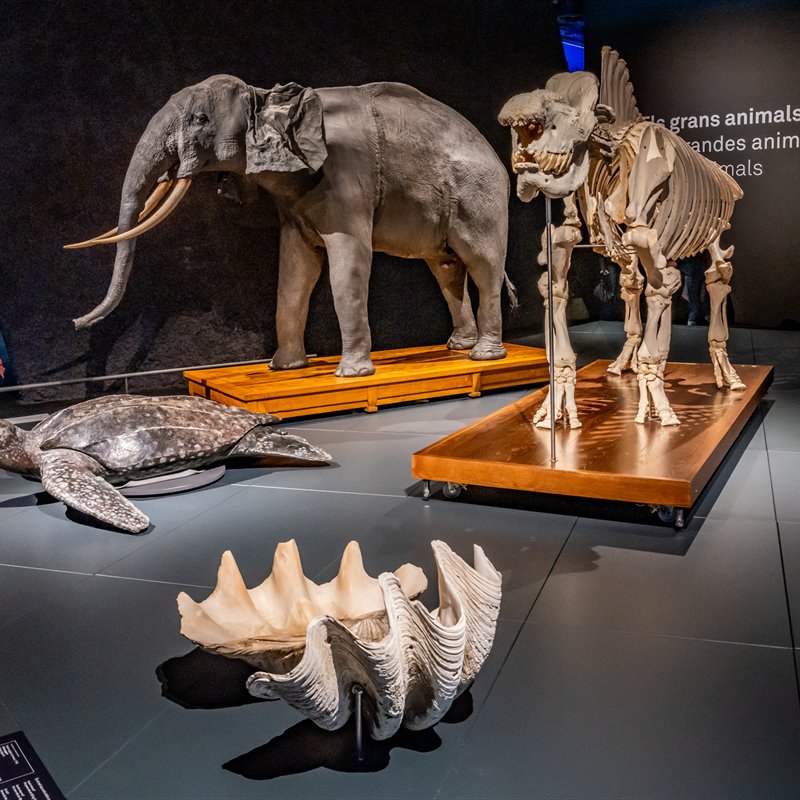 Criaturas maravillosas y animales invisibles en el Museu de Ciències Naturals de Barcelona