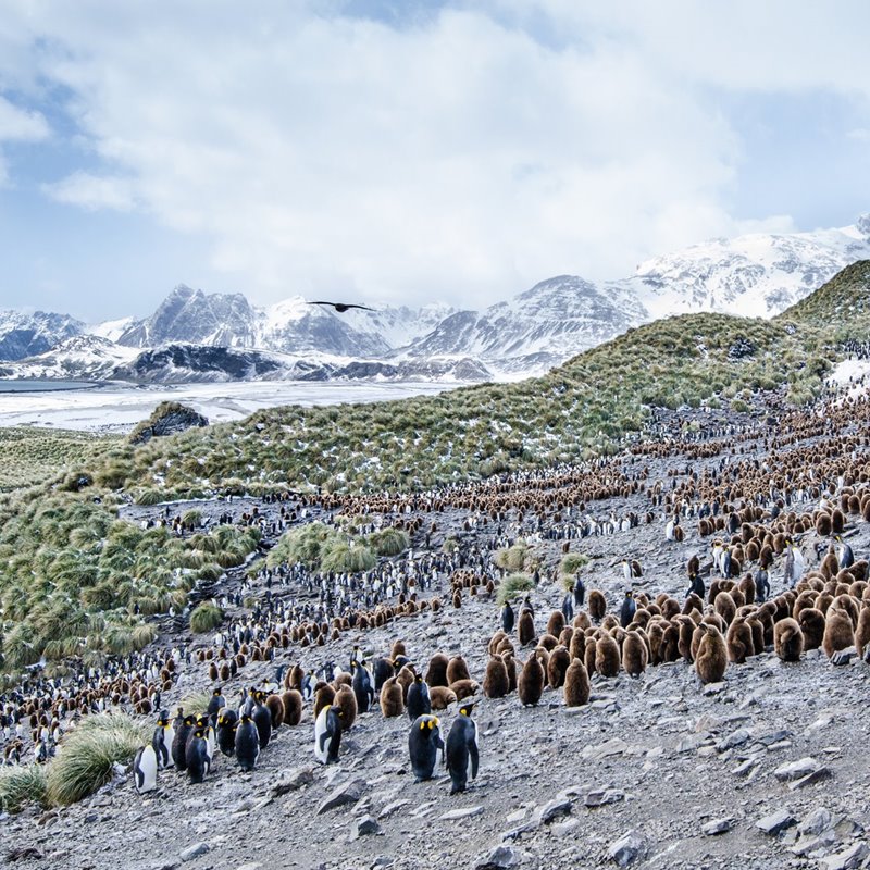 Las plantas colonizan la Antártida por el cambio climático 