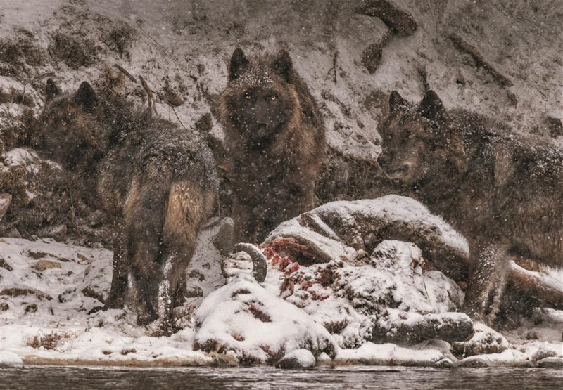 Un festín para los lobos