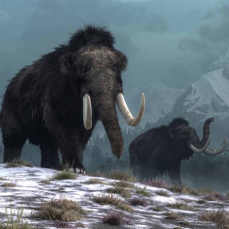 Clonar mamuts y otros animales extintos es "imposible o muy difícil"