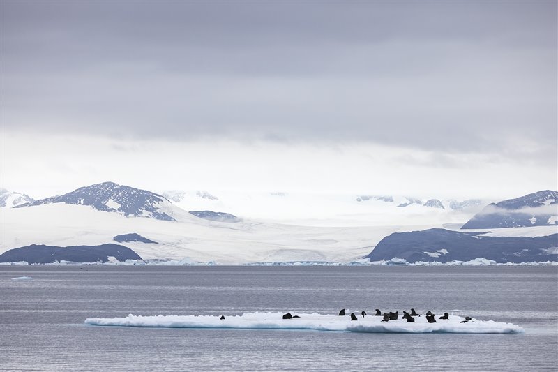 Durante la travesía observamos desde la distancia varios témpanos que servían como zonas de descanso a varios grupos de lobos marinos antárticos (Arctophoca gazella).