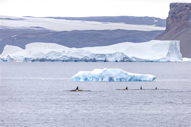 Grupo de orcas (Orcinus orca) explorando las inmediaciones.