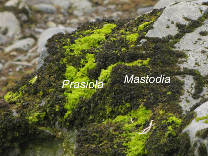 Mastodia (color marrón) y Prasiola (color verde) creciendo entremezcladas en el suelo de una colonia de pingüinos en la Isla Livingston. 