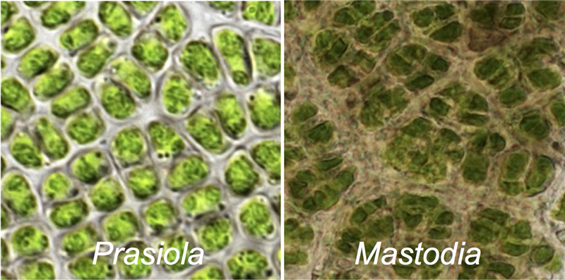 Visión al microscopio de Prasiola y Mastodia. El color más oscuro de Mastodia se debe al desarrollo del hongo. 