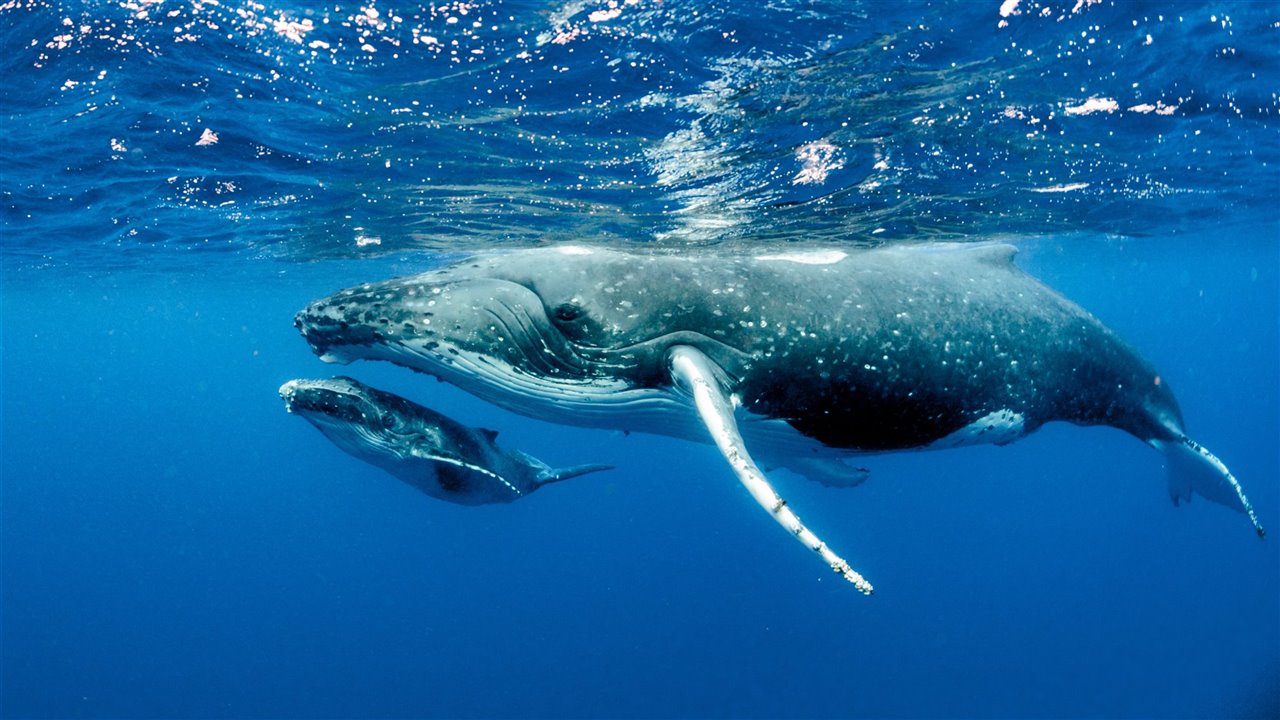 Una ballena jorobada con su cría.