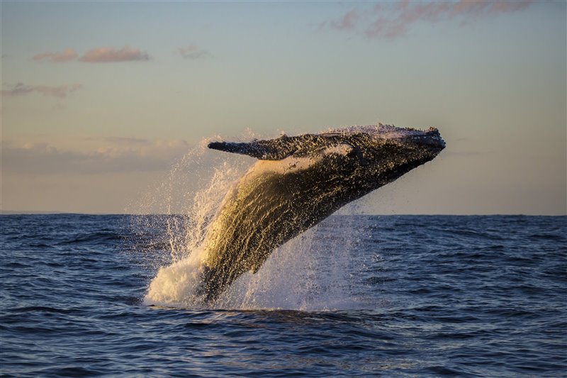 Una ballena saltando al atardecer.